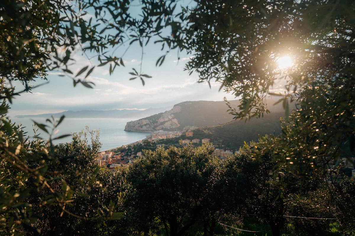 Sunlight through olive branches above a coastal town